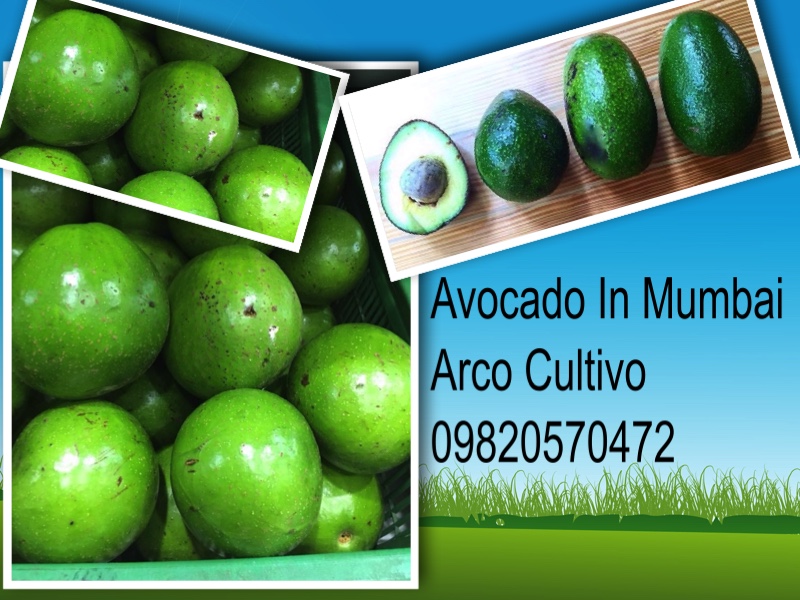 Arco Cultivo