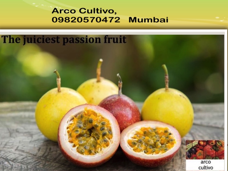 Passion fruit